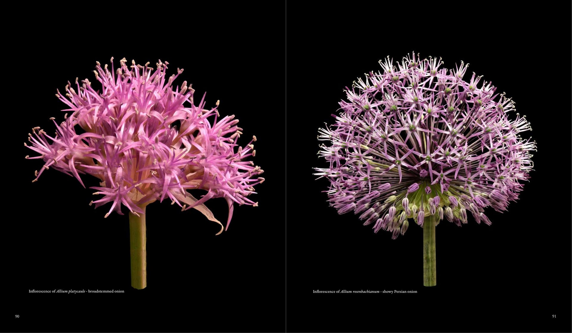 Inflorescence of Allium rosenbachianum - showy Persian onion