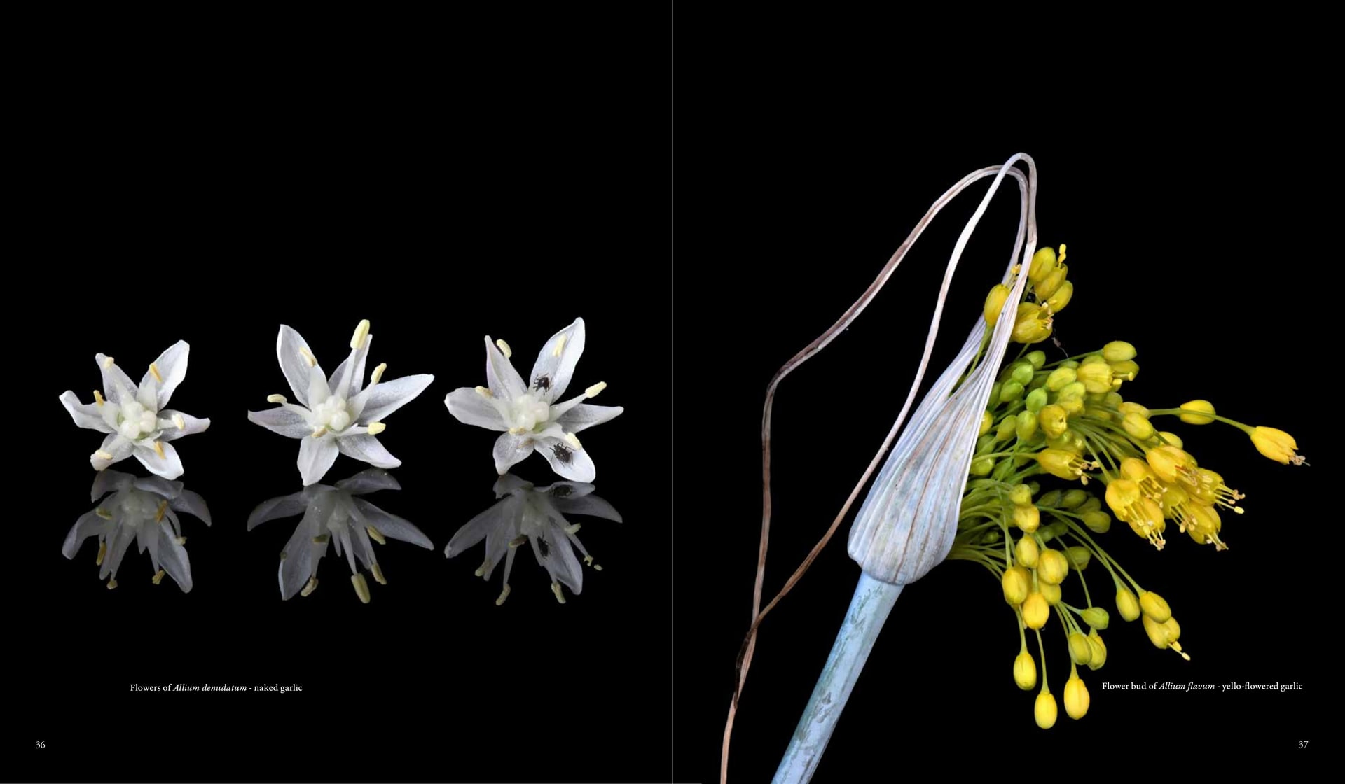 Flower bud of Allium flavum - yello-flowered garlic